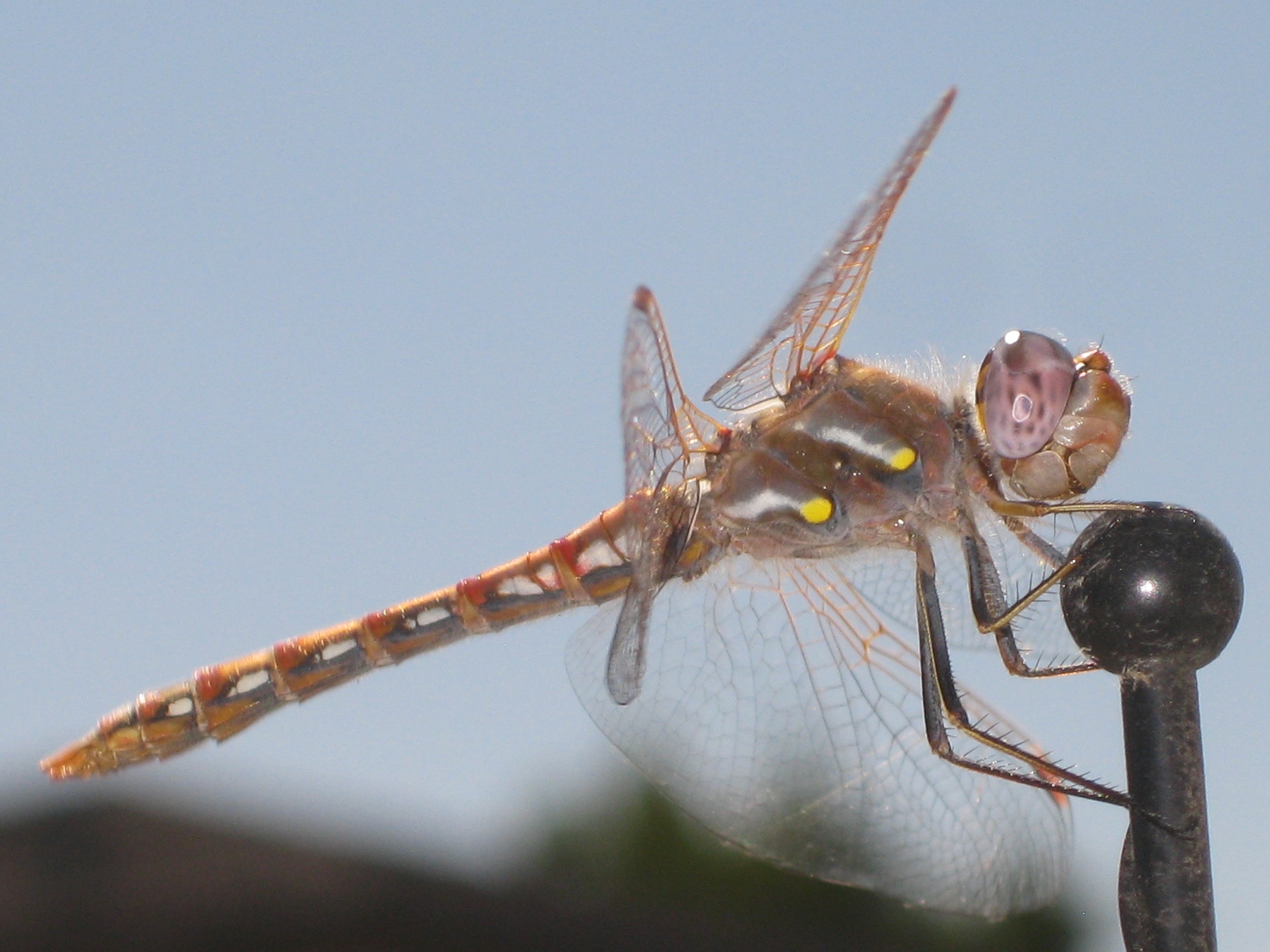A beautiful Dragonfly that stopped to see what I was doing